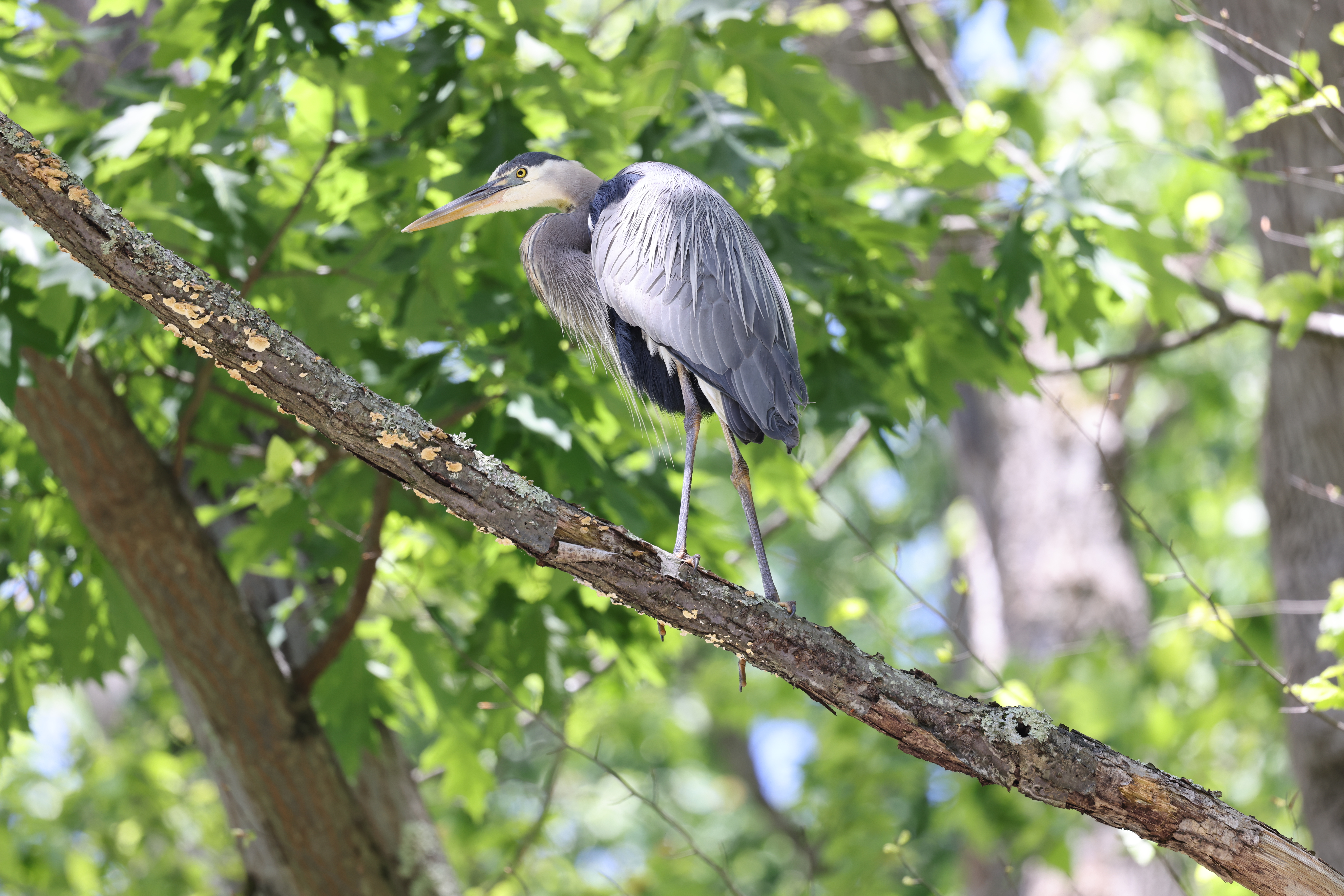 Samantha Slaymaker, Great Blue Heron